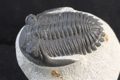 invertebrate fossils for sale.